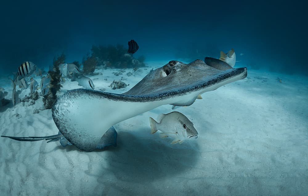 Graceful Ocean Stingray by Jennifer Lu — canvas wall art