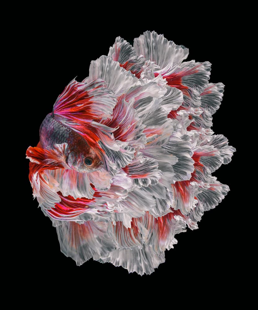 Vibrant Betta Fish by Andi Halil — canvas wall art