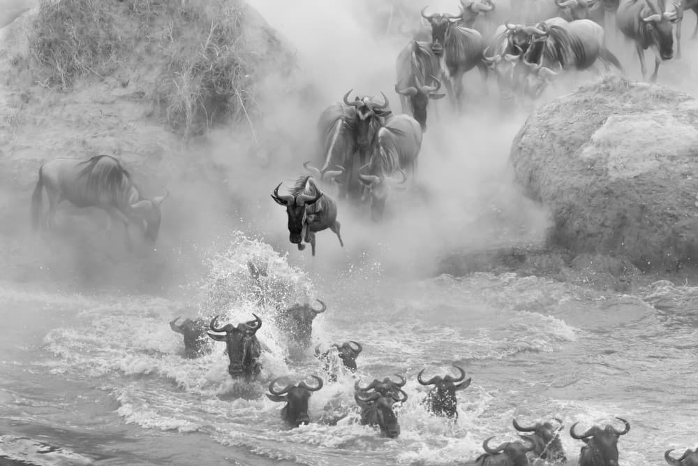 Great Migration River Leap by Hong Chen — canvas wall art