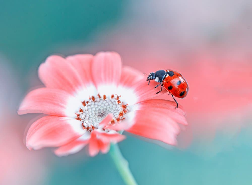 Ladybug on Pink Flower by Summer2016 — canvas wall art