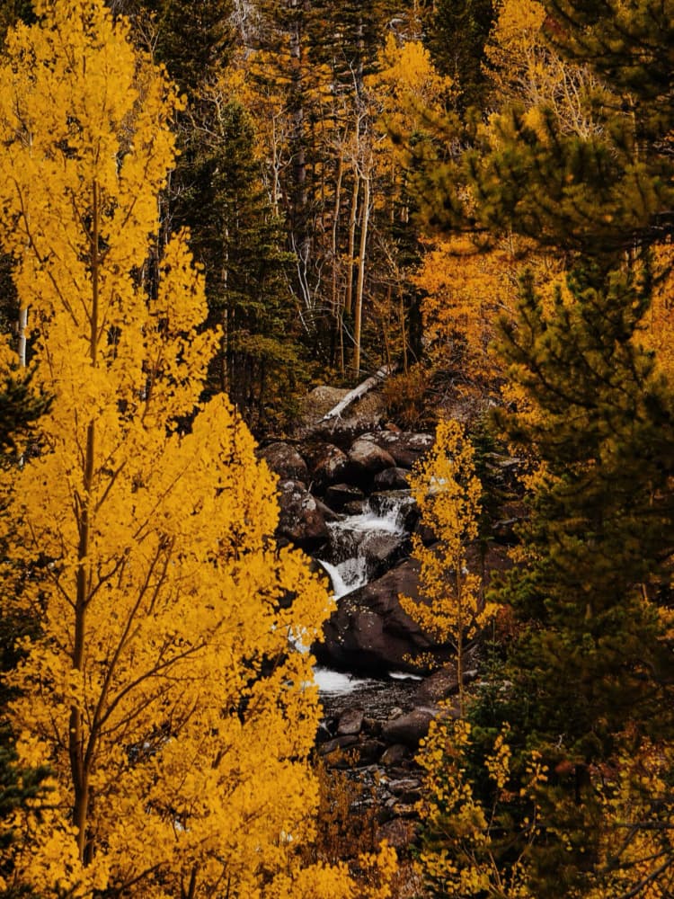 Fall Colors Mountain Stream by Del Mundo Imagery — canvas wall art