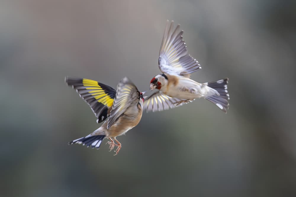 Dynamic Goldfinches Flying by Martine Benezech — canvas wall art
