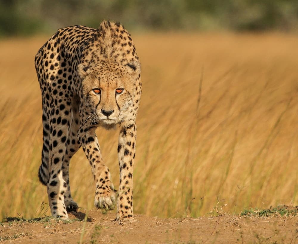 Intense Cheetah Stare by Jaco Marx — canvas wall art