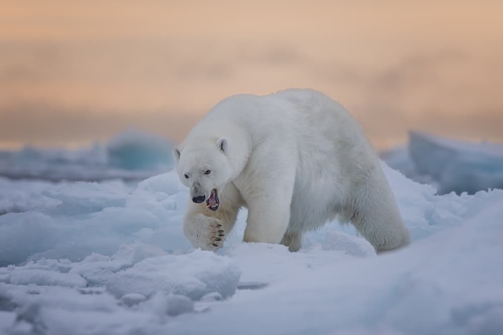 Arctic Bear Roar by Siyu_Wei APA — canvas wall art