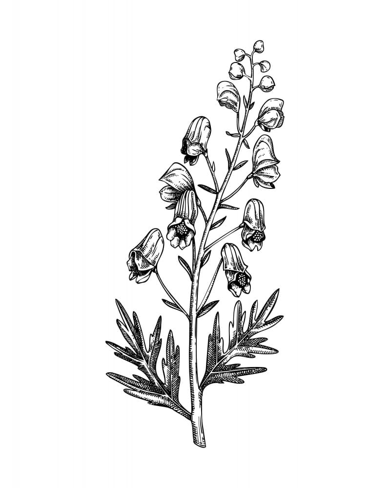 Wild Bellflower Drawing by Yevheniia Lytvynovych — canvas wall art