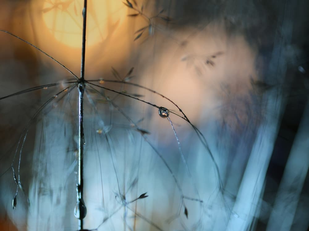 Glistening Dew Drops by Heidi Westum — canvas wall art