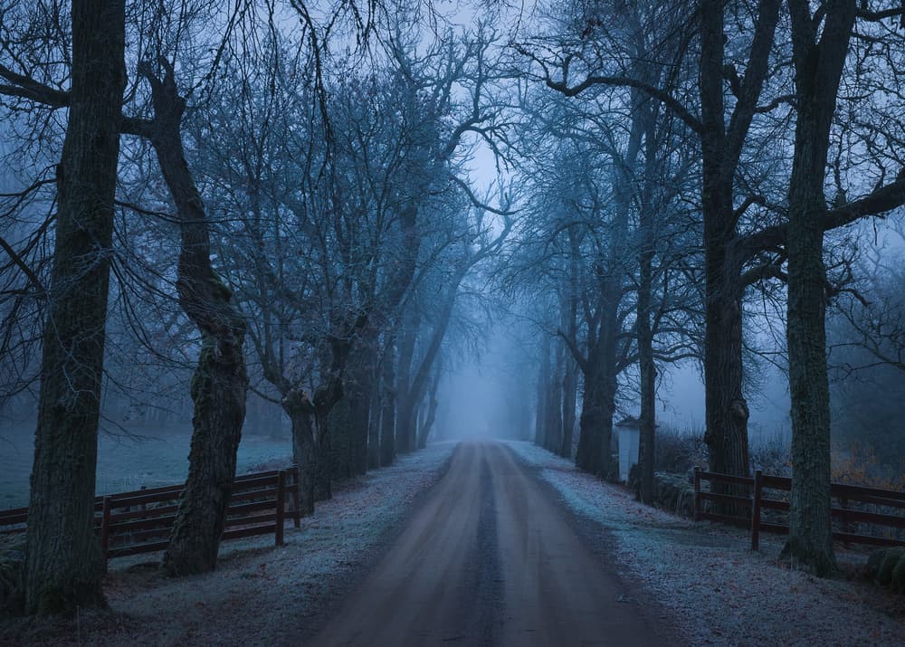 Mysterious Winter Avenue by Christian Lindsten — canvas wall art