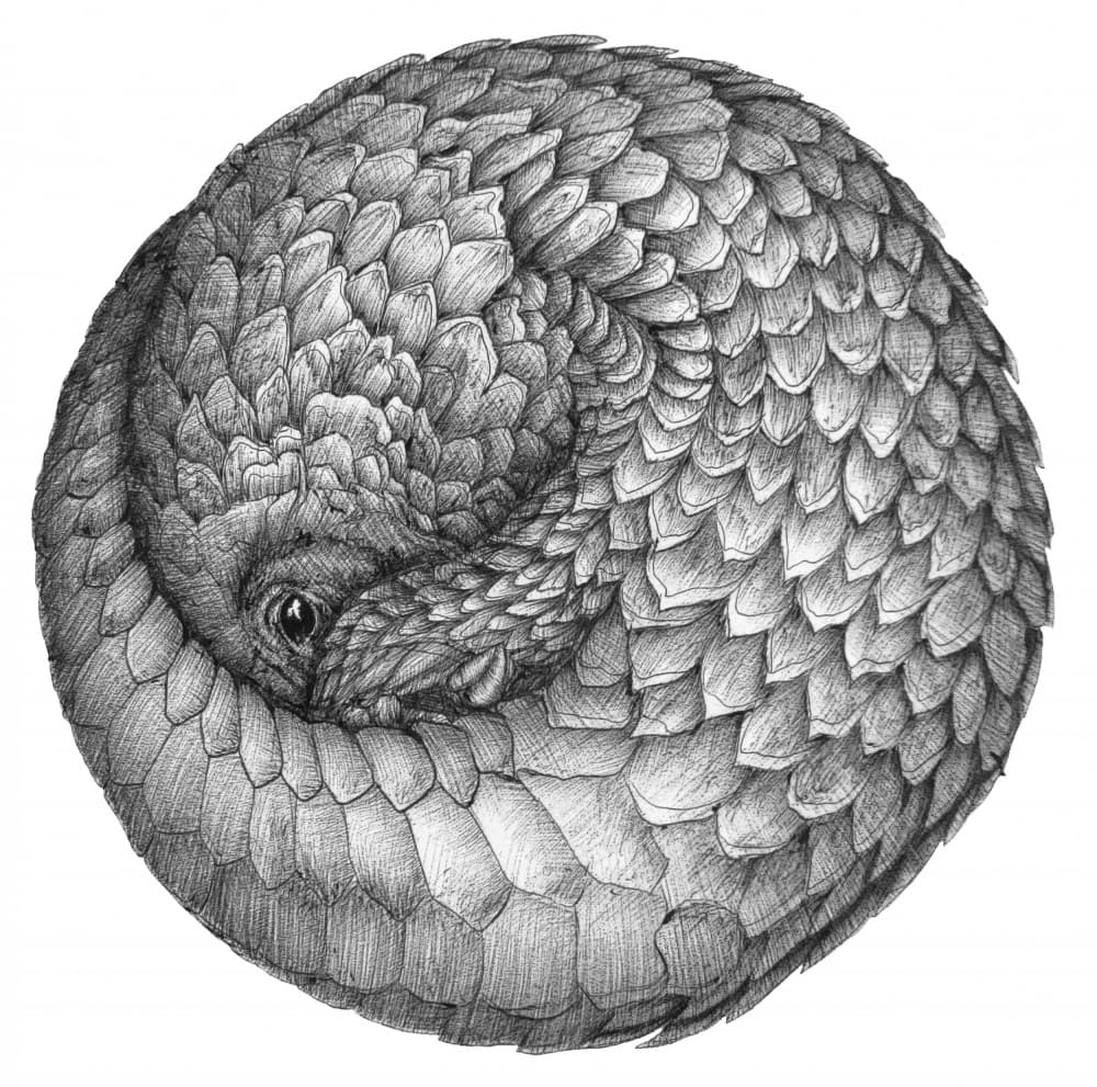 Curled Pangolin by EC Mazur — canvas wall art