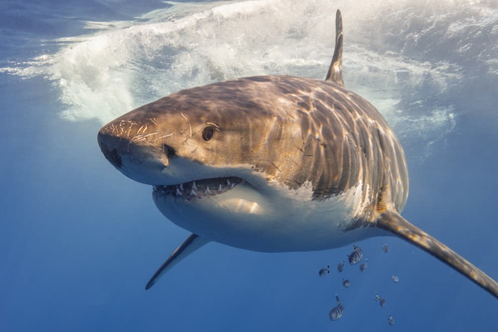 Great White Shark by Marcel Rebro — canvas wall art