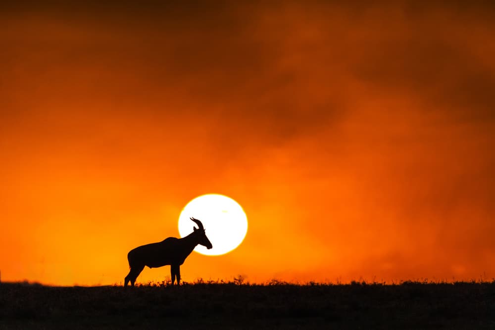 Topi Sunset Silhouette by Jie Fischer — canvas wall art