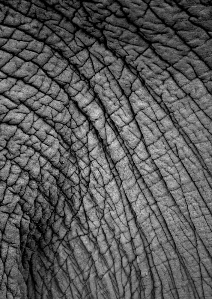 Elephant Texture by Shot by Clint — canvas wall art