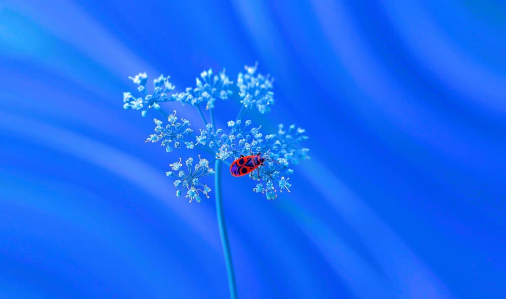 Red Firebug Blue Dream by Thierry Dufour — canvas wall art