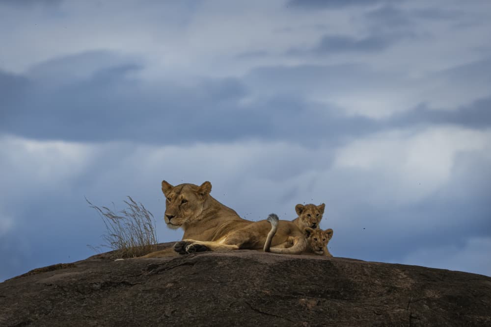 Lioness and Cubs on Rock by Roberto Marchegiani — canvas wall art