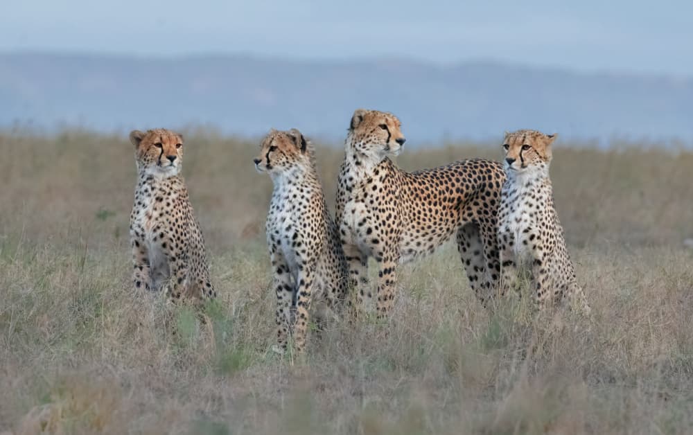 Savanna Cheetah Family by Sheila Xu — canvas wall art
