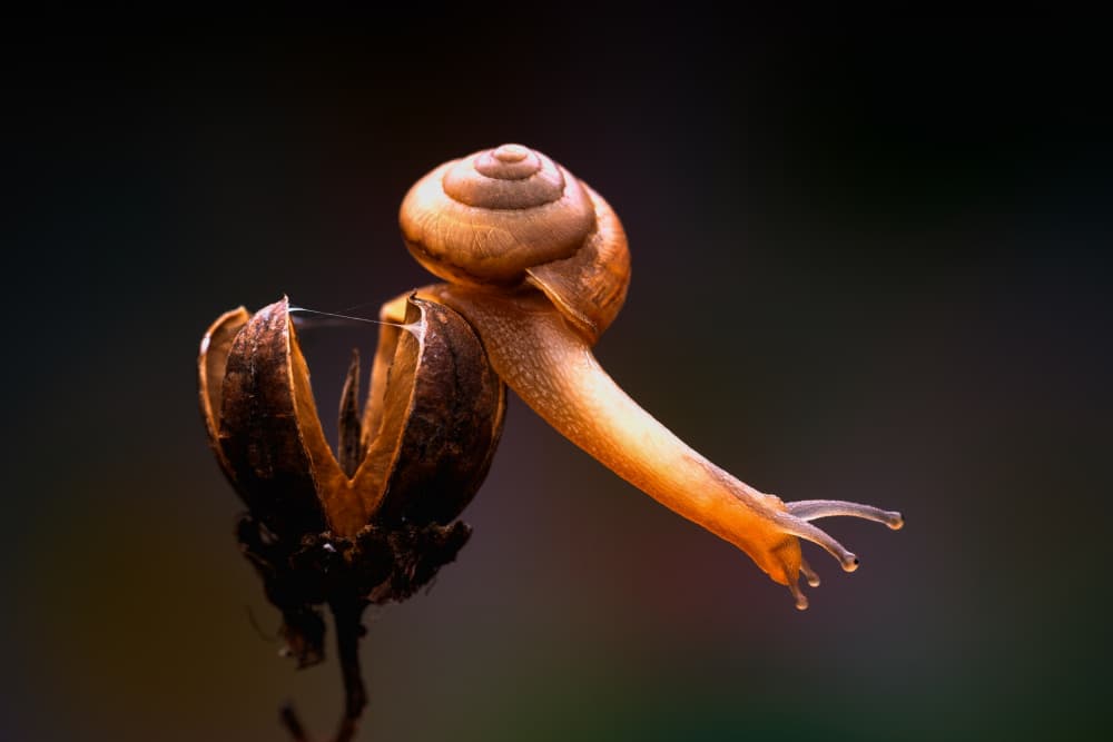 Delicate Snail Exploration by Summer2016 — canvas wall art