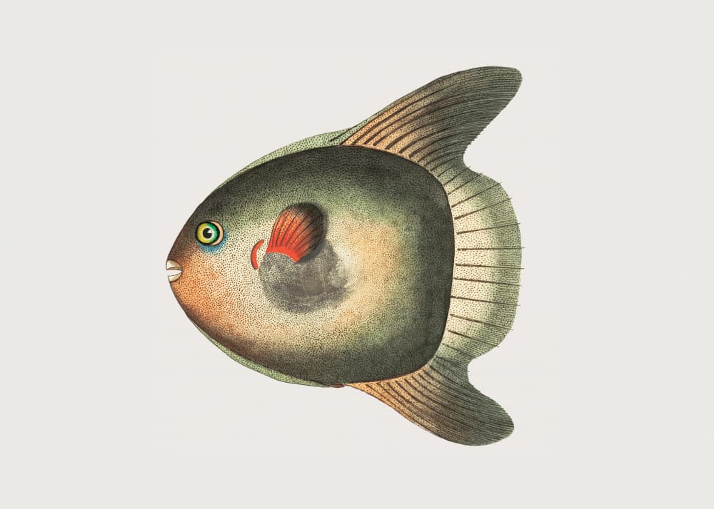 Short Sun Fish by George Shaw — canvas wall art
