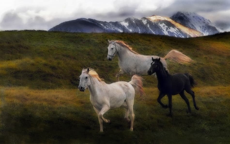 Wild Horses Running by Milan Malovrh — canvas wall art