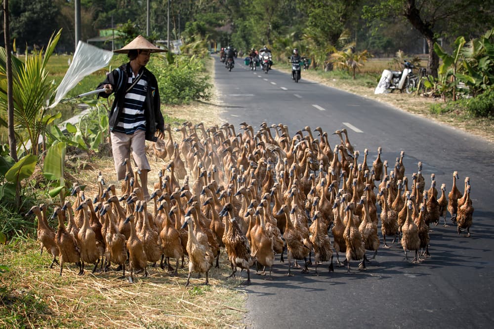 Farmer Herding Ducks by Gunarto Song — canvas wall art