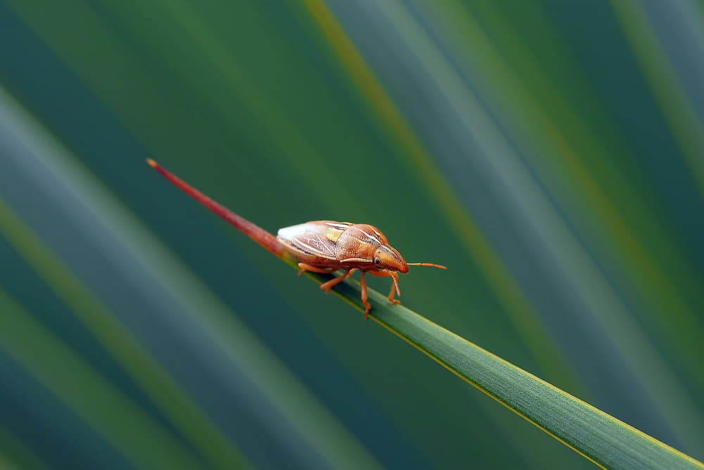 Long-Bodied Bug Detail by Thierry Dufour — canvas wall art