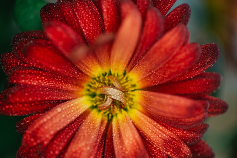Wedding Ring Bloom by Javier Pardina — canvas wall art