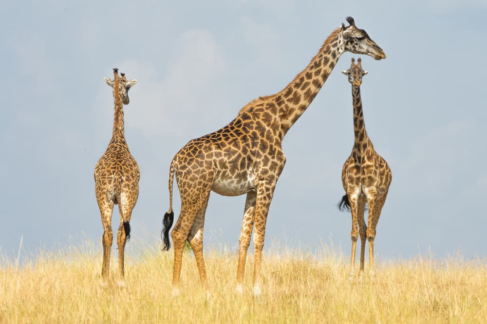 Wild Giraffe Trio by Mohammed Alnaser — canvas wall art