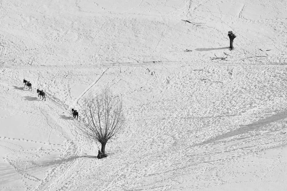 Three Horses Winter Snow by Emilian Avramescu — canvas wall art