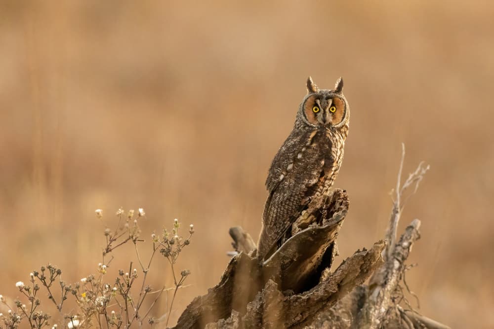 Long-Eared Owl Portrait by Bill Lu — canvas wall art