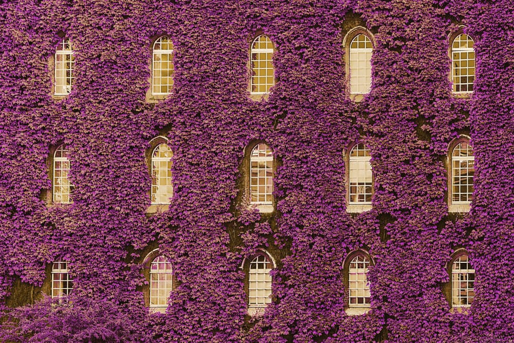 Purple Ivy Windows by Jois Domont ( J.L.G.) — canvas wall art