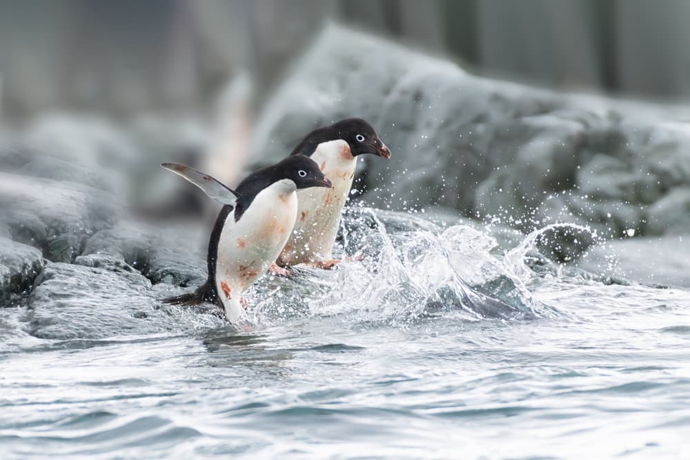 Penguins Splashing In by Siyu_Wei APA — canvas wall art