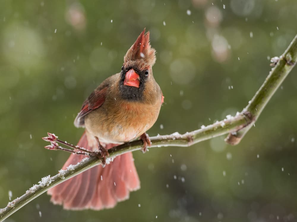 Snowy Cardinal Gaze by Patrick Dessureault — canvas wall art