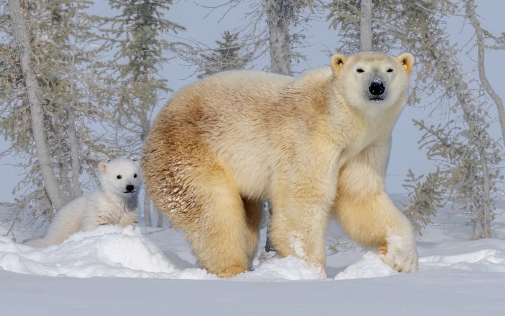 Arctic Polar Bear Family by Yuan Su — canvas wall art