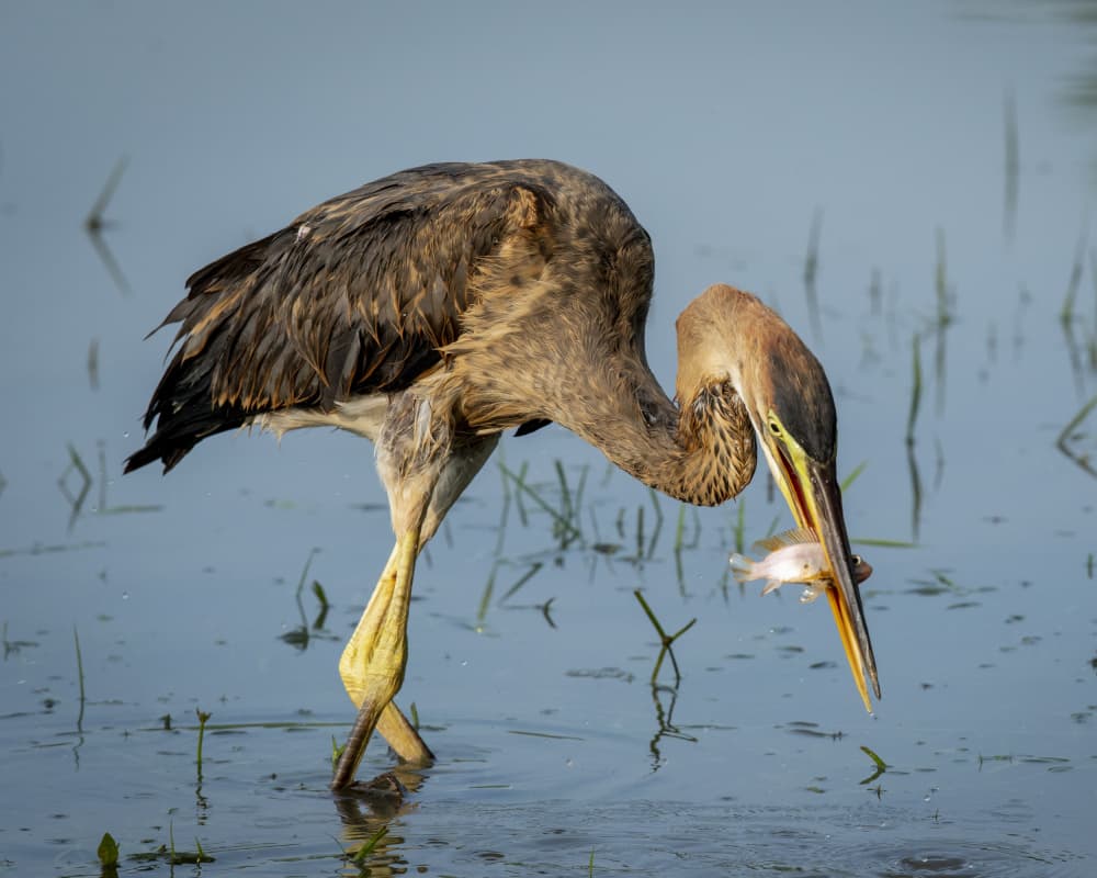 Heron Catches Fish by Ajar Setiadi — canvas wall art