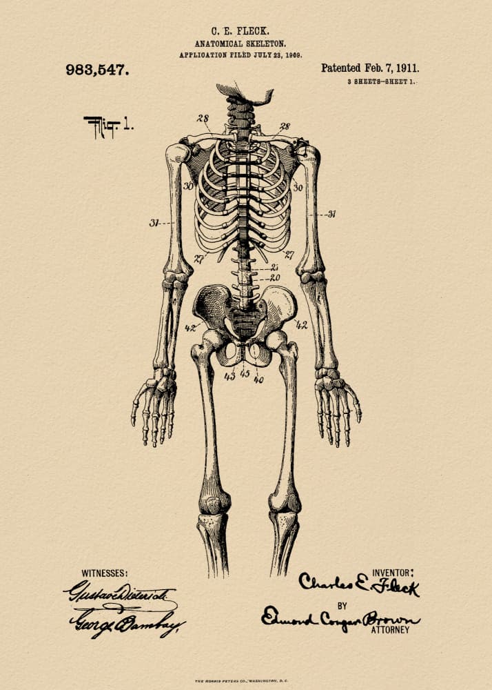Vintage Human Skeleton Patent by Andreas Magnusson — canvas wall art