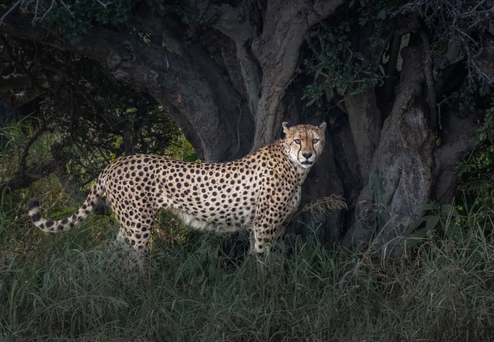 Wild African Cheetah by Allen SDCA — canvas wall art
