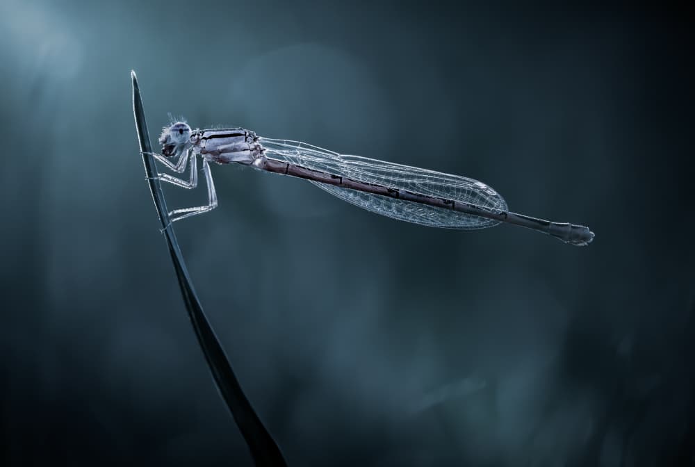 Serene Damselfly Glow by Atul Saluja — canvas wall art