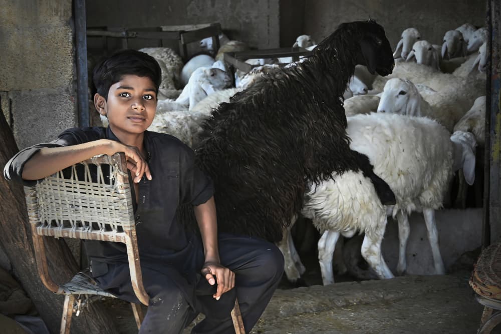 Boy Among Sheep by Irene Perovich — canvas wall art