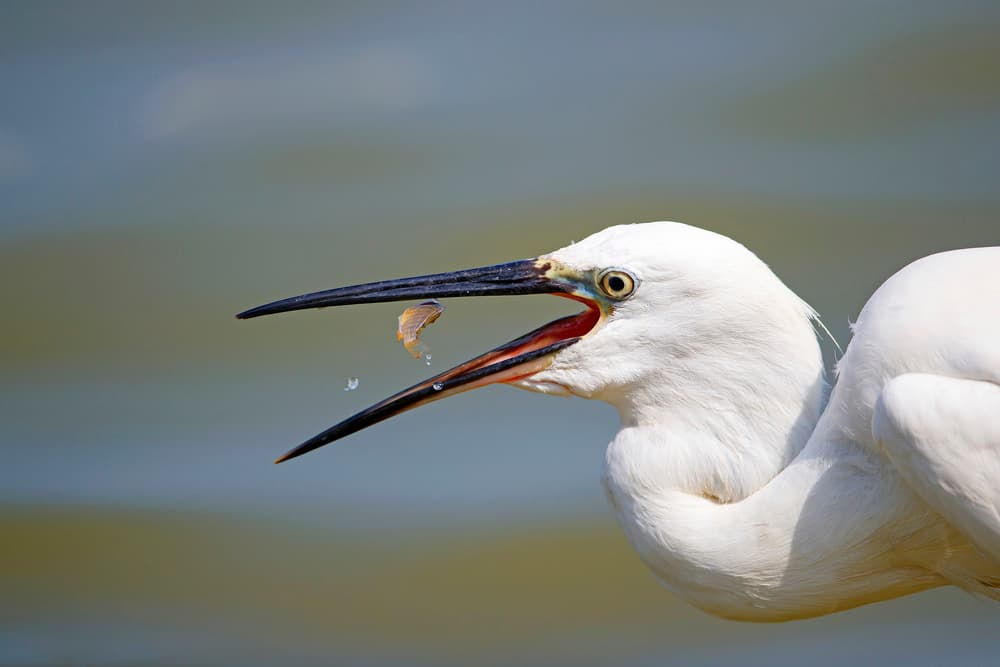 Egret Catches Fish by Shlomo Waldmann — canvas wall art