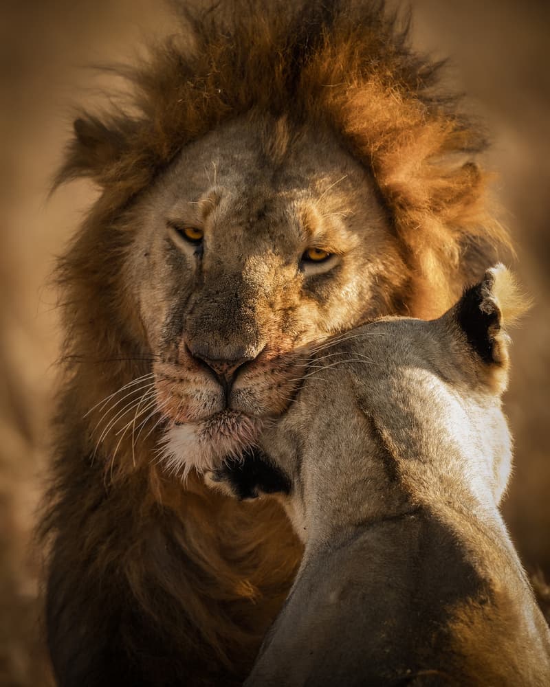 Majestic Lion Couple by Faisal ALnomas — canvas wall art