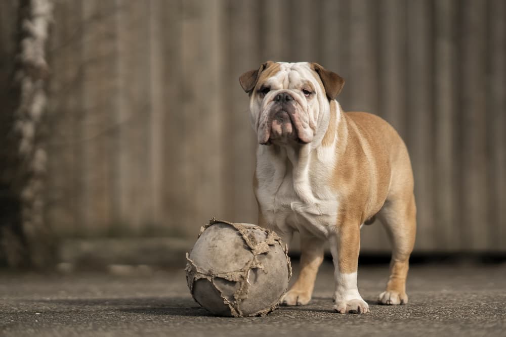 Bulldog And His Ball by Gert van den Bosch — canvas wall art