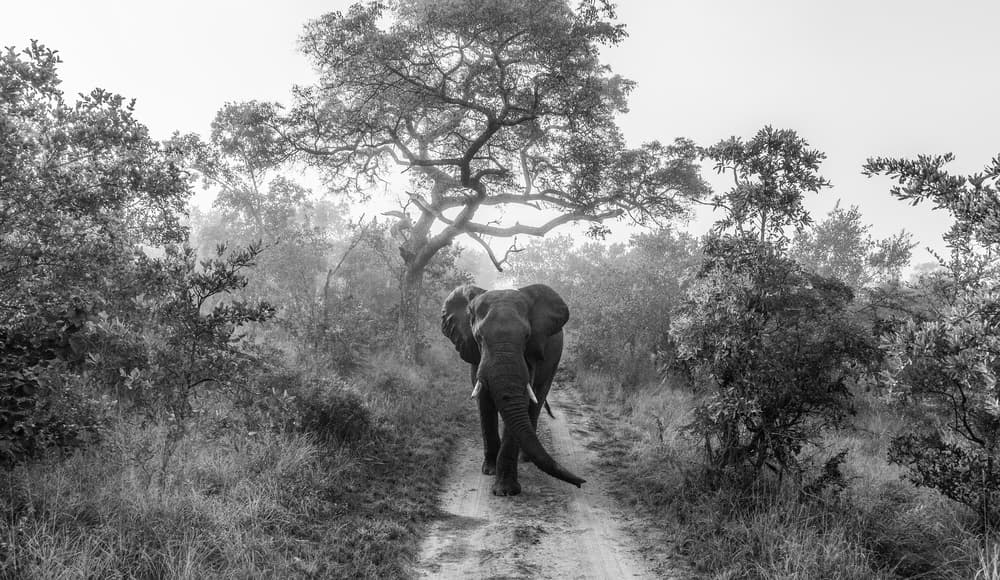Elephant in the Mist by Jaco Marx — canvas wall art
