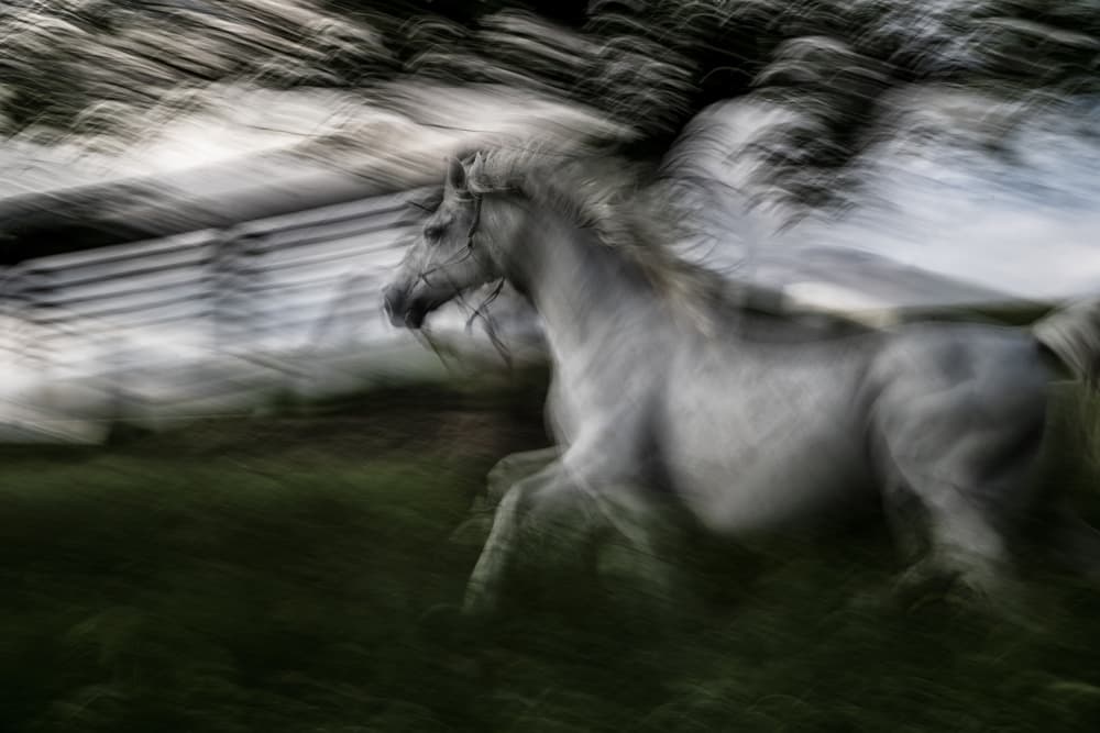 White Horse In Motion by Milan Malovrh — canvas wall art