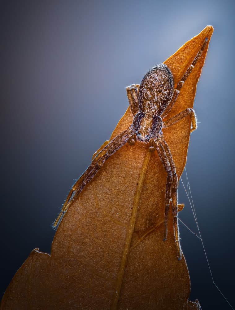 Spider on Golden Leaf by Atul Saluja — canvas wall art