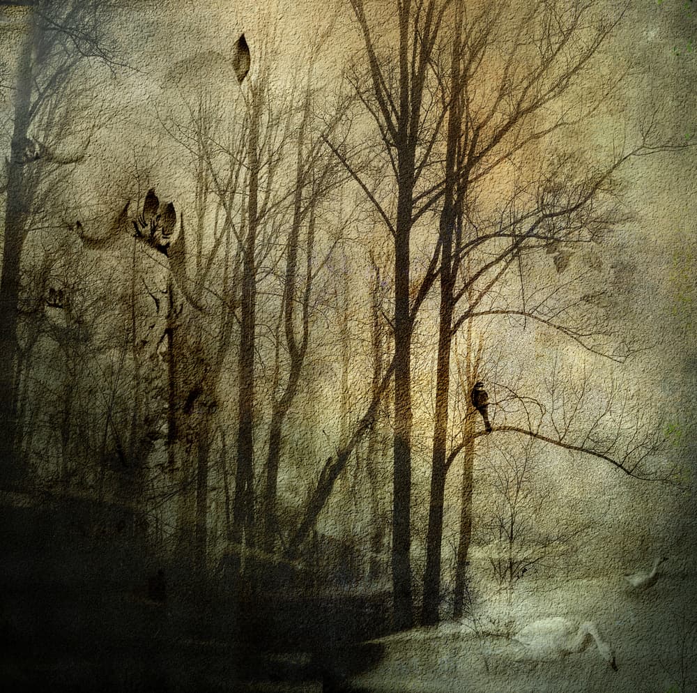Mysterious Winter Woods by Rachel Pansky — canvas wall art
