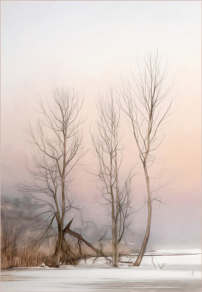 Misty Winter Trees by Gilbert Claes — canvas wall art