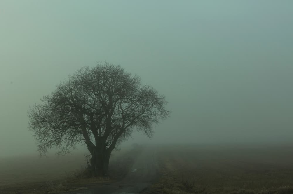 Solitary Tree In Mist by Clas Gustafson PRO — canvas wall art