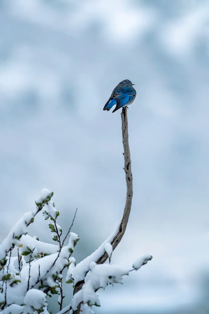 Blue Bird In Snow by Mei Xu — canvas wall art