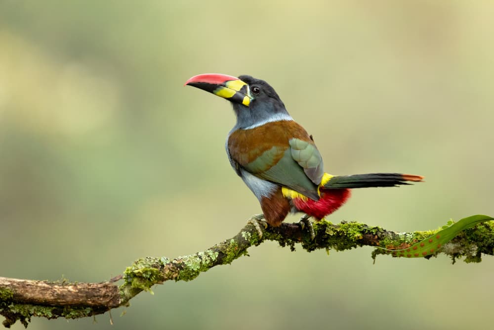 Colorful Toucanet on Branch by Milan Zygmunt — canvas wall art