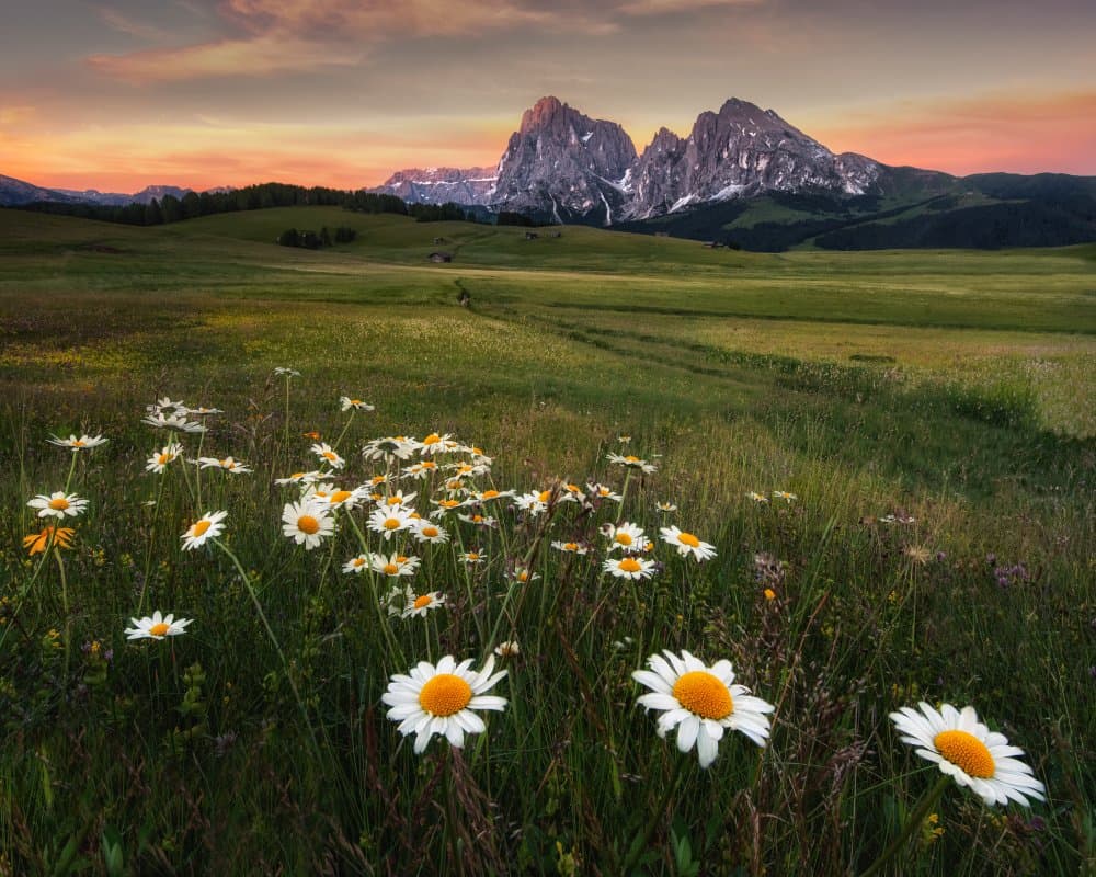Alpine Daisies Sunset by Haim Rosenfeld — canvas wall art