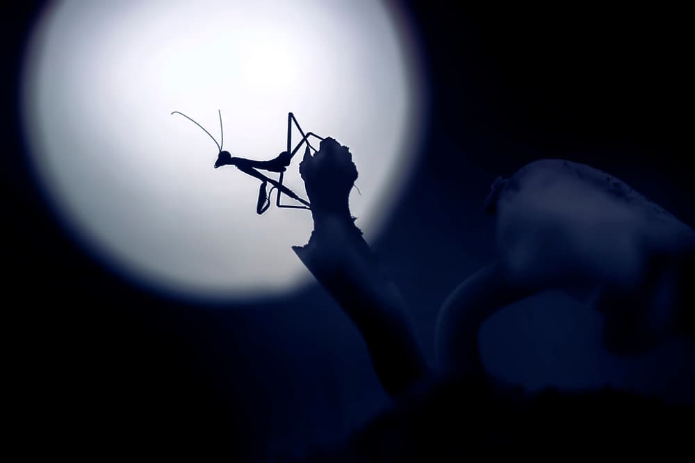 Praying Mantis Moon by Fauzan Maududdin — canvas wall art