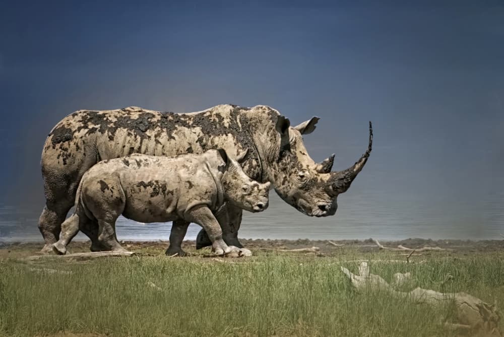 African Rhino Family by Yuan Su — canvas wall art